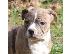 PoulaTo: Pitbull Puppies for Sale